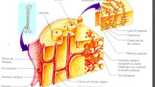 Cours Physio osseuse [upl. by Aretak]