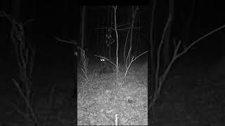 Black coyote rolls around in deer scrape shorts [upl. by Peugia]