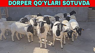 TOSHKENDA DORPER QOYLARI SOTUVDA [upl. by Balf]