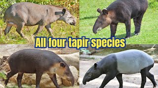 All tapir species Facts amp info [upl. by Norton]