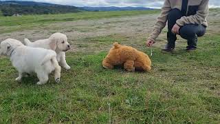 golden retriever de la colline d eole [upl. by Jerad253]