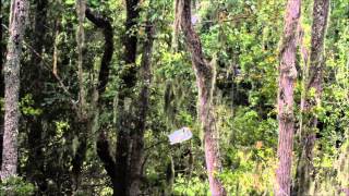 Great Egret Chicks Sibling Rivalry [upl. by Venetis]