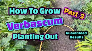 How to grow Verbascum part 3 [upl. by Popper784]