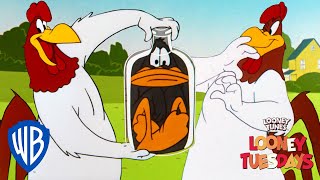 Looney Tuesdays  Iconic Characters Foghorn Leghorn  Looney Tunes  WB Kids [upl. by Nirtiak]