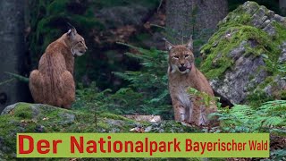 Der Nationalpark Bayerischer Wald mit Tier Freigelände Baumwipfelpfad Steinzeithöhle und Lusen [upl. by Enomsed]