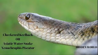 Checkered Keelback Snake or Asiatic Water Snake in Hindi [upl. by Ashil621]