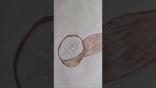 Kiwifruit drawing subscribe [upl. by Platon705]