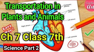 Transportation in Plants and Animals Class 7 Science Chapter 7  NCERT Explanation in Hindi  Part 2 [upl. by Daisie272]