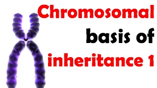 Chromosomal basis of inheritance 1 [upl. by Mackler]