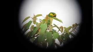 Endemic Yelloweared Parrot  Ognorhynchus icterotis  Jardin Outskirts W Andes [upl. by Hainahpez]