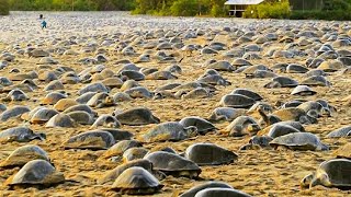 Raising Millions of Softshell Turtle for Meat  Softshell Turtle Farming and Harvesting Technique [upl. by Ettereve]