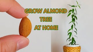 How To Grow an Almond Tree at Home [upl. by Yehudi152]