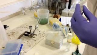 Isolation of plasmid DNA using commercial kit [upl. by Madel232]