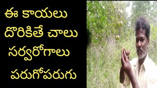 ఈ కాయలు అస్సలు వదలకండి  KalimKayaluTeluguAyurVedam Beauty HealthTips [upl. by Mark739]