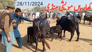 kharian Moweshi Mandi 28 Nov 2024 funny videojanwarmandi pkShazar Riaz official [upl. by Sexton]