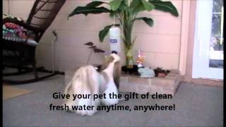 Pet Oasis  Pet Water Stand  Dog Water Stand [upl. by Vyner]