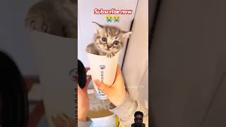 cat kitten floofy cute fluffykitty catlover fluffl fluffy floof pets fun ai yt shorts [upl. by Mastrianni930]