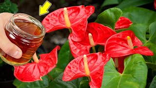 Pour 1 Cup Im Surprised Weak Anthurium Blooms After Just 1 Night [upl. by Llenrup]