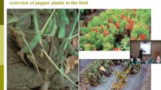 Lecture 14  Phytophthora Diseases  Dr Rana Samara [upl. by Loralie]