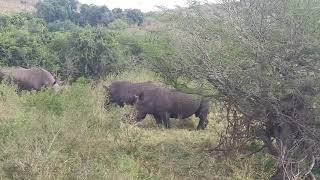 Rhino  Game Drive at Hluhluwe Game Reserve [upl. by Ushijima]