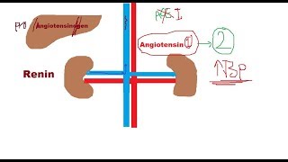 Renin  Angiotensin System  تنظيم ضغط الدم بواسطة الكلى [upl. by Bamby]