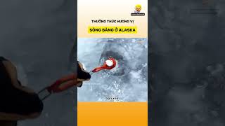 Thưởng thức hương vị sông băng ở Alaska [upl. by Dorotea]