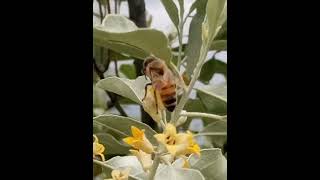 Closeup Honey Bee Pollinating Russian Olive Blossoms 🌸🐝quot شینجوراسپرو [upl. by Devad]