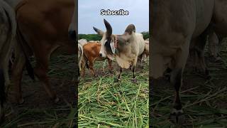 Kakrejcow farming youtubeshorts dailyvlog minesh reema vlog [upl. by Daiz792]