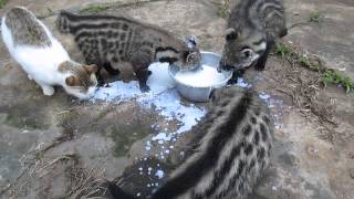 African Civet Cats Feeding Frenzy [upl. by Hanima]