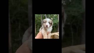 𝓑𝓸𝓸𝓽𝓼 Tricky disco edit miniaustralianshepherd cute dog 🌸🌸 [upl. by Leval]