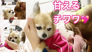 甘える姿がすごく可愛いチワワです。The chihuahua which is a mollycoddle [upl. by Sean528]