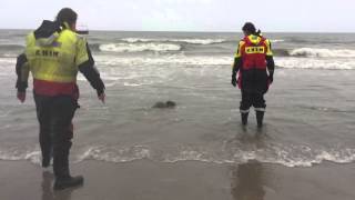 Zeehond gered uit net door KNRM Petten [upl. by Olav]