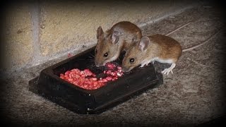 Watch Rodents eating poison  How to get rid of mice and rats in the home [upl. by Eirdua]