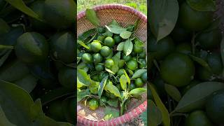 Harvesting kumquat hachigarden bepco21 hoasontra garden harvest fruit vegetables [upl. by Yerbua227]