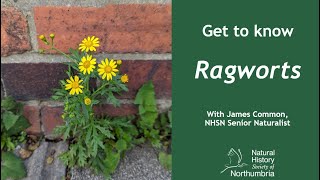 Get to Know Ragworts [upl. by Hbahsur205]