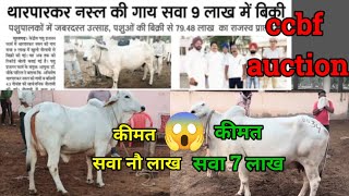 Swift गाड़ी से महंगी बिकी थारपारकर गाय 😱 CCBF Suratgarh cow auction में टूटे सारे रिकॉर्ड [upl. by Ifok979]