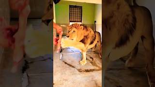 bigcatsindia bigcats lion lionbeats liontiger animals bigcat wildcats pitbull [upl. by Eoz]