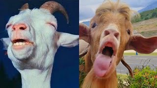 Most Funny Goat Screaming Sound 🐐😂 Goats Yelling Like Humans Compilation [upl. by Lancey]