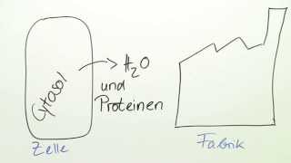 Aufbau der Tierzelle  Biologie  Der Mensch [upl. by Tillinger]