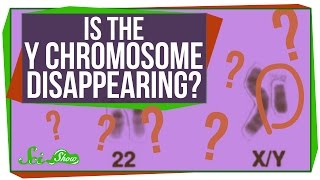 Is the Y Chromosome Disappearing [upl. by Namra]