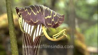 Arisaema speciosum Snake plant or Cobra Lily  can change sex voluntarily [upl. by Wanids]