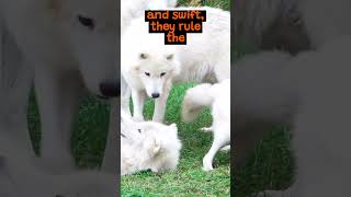 The Fascinating Life of Arctic Wolves  The Wild Animal Facts [upl. by Nettirb]