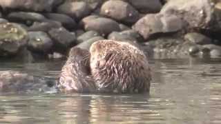 Sea Otters vs Urchins in Canadas Kelp Forests  One Minute Dive with Pew [upl. by Ahmed]