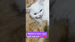 Coco nd family 👪 ❤ cococat catvideos youtubeshorts ytviral charlindcocosworld [upl. by Charry]