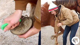 How To Clean A Horses Hooves The Easy Way [upl. by Dorian813]