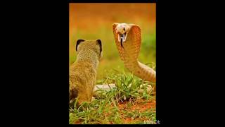 Snake vs mongoose fight😲😲😯😮 mongooseattack snake fight virelnow [upl. by Itsim]