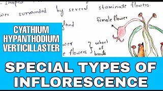 Special types of inflorescence  Cyathium Hypanthodium Verticillaster  Bio science [upl. by Olson]