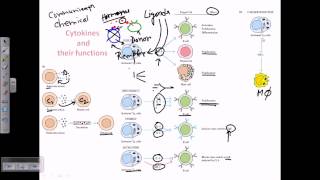 Cytokines and cytokine receptors [upl. by Aynik131]