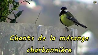 MESANGE CHARBONNIERE plusieurs chants [upl. by Notsob]