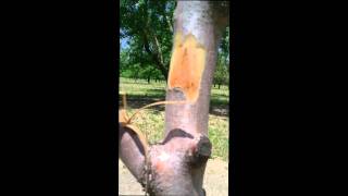 Bacterial Canker of Almond [upl. by Thibault]